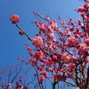 事前コメント必※3月末出品終了 まゆの画像