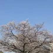 フラワーの画像
