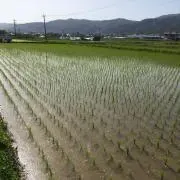 minitomatoの画像