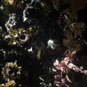 sの画像