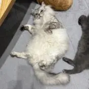 エーアイの画像