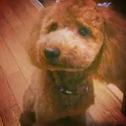 qoo