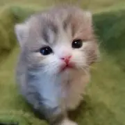 ドラちゃんの画像