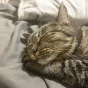 おかぴの画像