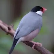 ともの画像