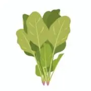なっぱの画像