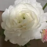 siroが好きの画像