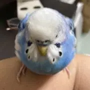 水色インコの画像