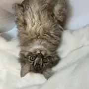 らーの画像