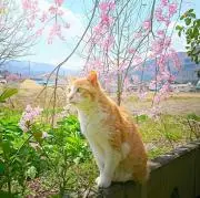 ムーンマン