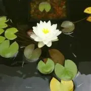 ぴーたんの画像