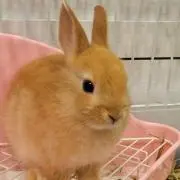 ミルノン