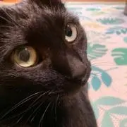 のりひめ
