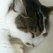 チロ