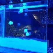 みるちょんの画像