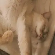 さざえの画像