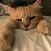 ちょこぱんだの画像