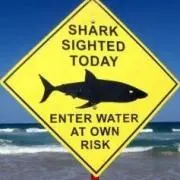 Sharkの画像
