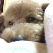 tantan