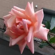 てんてんの画像