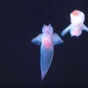 もも子