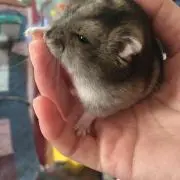 ひなこの画像