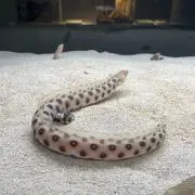 あいあい