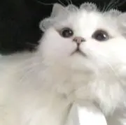 ののの画像
