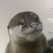 越前の画像