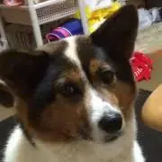 モモハナ
