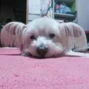 ＭＯＫＯ