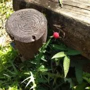 あちゃの画像