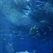 ちーママ