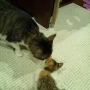 かんた
