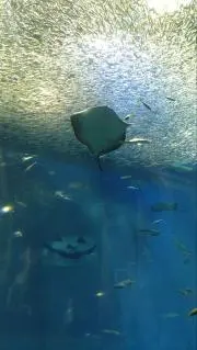みったんの画像