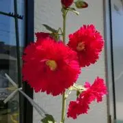 タチアオイの画像