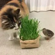 noriの画像