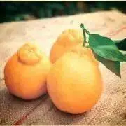 でこぽんの画像