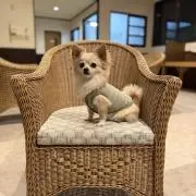 Mokoの画像