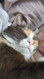 鈴