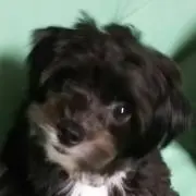 コロネ★プロフ読んでね★の画像