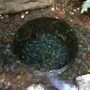 いづみの画像