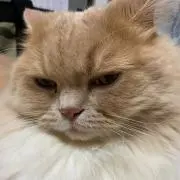 のりぴぃ