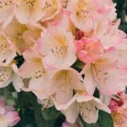 。の画像