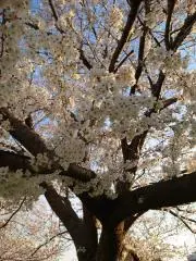 はなの画像