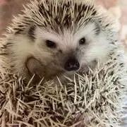 み〜にゃん