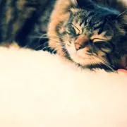 rinの画像