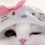 わんの画像