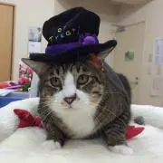 CHANG