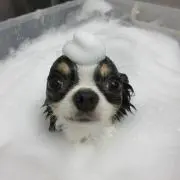 ひの画像